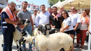 6. Ovacık Tarım ve Sakız Koyunu Festivali başlıyor!