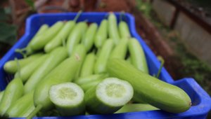 Ağustos ayının zam şampiyonu salatalık oldu