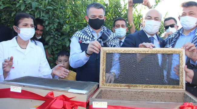 Akdeniz meyve sineğine karşı kısır böcek salımı