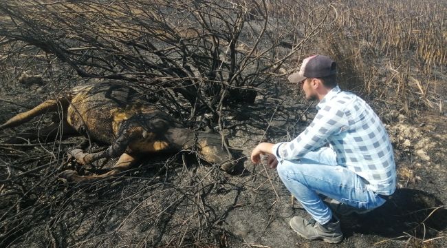 İnekler, alevlerin arasında kaldı