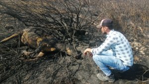 İnekler, alevlerin arasında kaldı