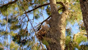 Anneyle Yavru Buluştu