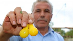 Armut değil domates