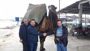 Aydın'da ilginç bir 'deve' davası