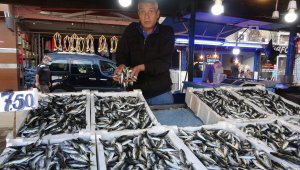 Balıkçılar palamut peşinde