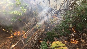 Balıkesir'de yıldırım ormanlık alanı yaktı