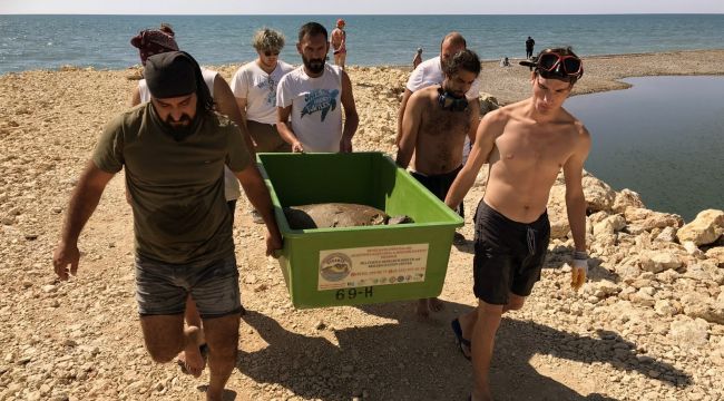 Belek'te kurtarılan Caretta'lar tedaviye alındı