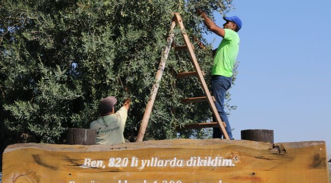 Bin 200 yaşındaki zeytin ağacından kasa kasa zeytin hasatı
