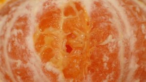 Bir yıllık emeği bir kaç gün içinde yok edebilecek zararlı