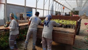 Bodrum'u güzelleştirmek için kendileri yetiştiriyor