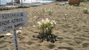 Bu çiçeği koparmanın cezası 2. el araba parası