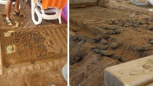 Caretta katliamına ceza yağdı!