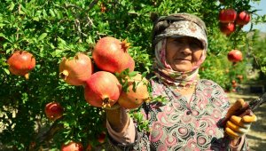 Denizli'de turfanda nar hasadı başladı