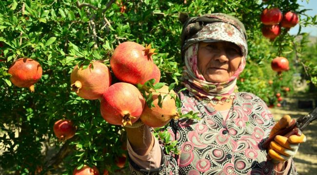 Denizli'de turfanda nar hasadı başladı