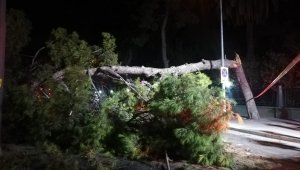 Devrilen çam ağacı, tramvay seferlerini durdurdu