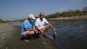Dikili'de bu görüntüler tedirgin etti