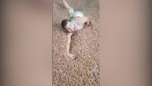 Fındık yığınlarında yüzdü