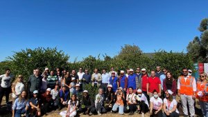 Hasat edilen mandalinalar ihtiyaç sahiplerine