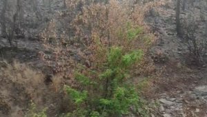 İşte doğanın gücü, Phoenix gibi küllerinden doğdu