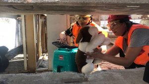 İzmir İtfaiyesinden afette kurtarılacak can dostlar için eğitim