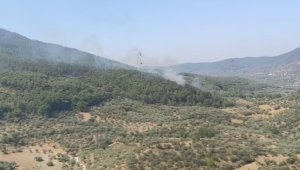 İzmir Kemalpaşa'da orman yangını