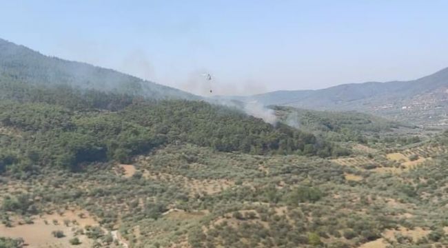İzmir Kemalpaşa'da orman yangını