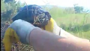 Kaplumbağa yanmaktan son anda kurtarıldı