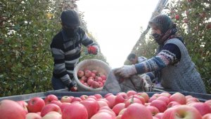 Karaman'da her gün 13 bin kişi elma toplamaya gidiyor