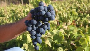 Kavacık'ta festival zamanı