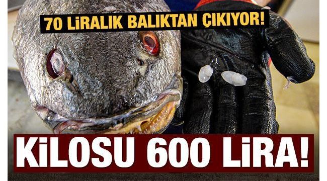 Kendisi 70, kafasındaki taşın kilosu 600 lira