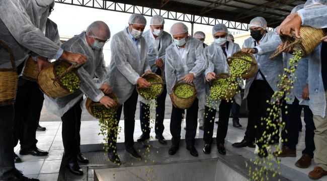 Köklü Zeytincilik ilk zeytin hasadını yaptı