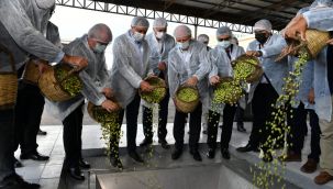 Köklü Zeytincilik ilk zeytin hasadını yaptı