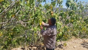 Küresel ısınma incirde verimi düşürdü