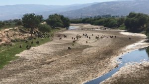 Kuruyan Büyük Menderes koyunlara otlak oldu