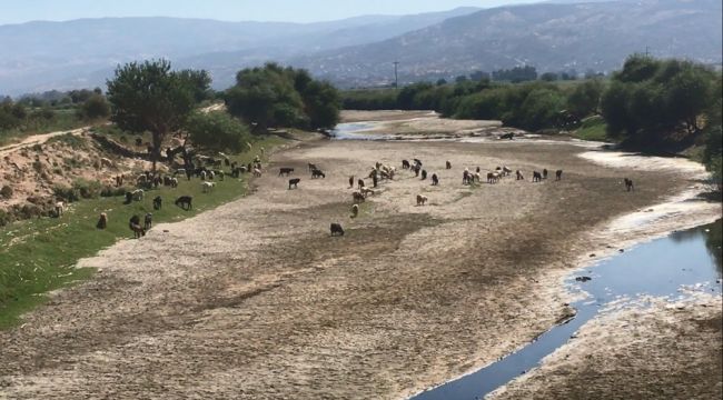 Kuruyan Büyük Menderes koyunlara otlak oldu