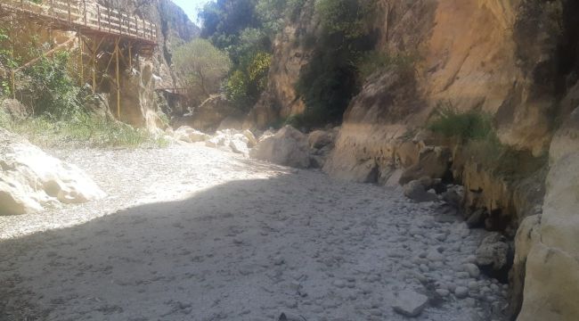 Menderes'te sular çekildi, oksijensiz kalan binlerce balık telef oldu