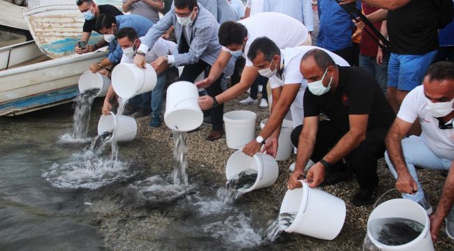 Önce denizi temizlediler sonra 30 bin yavru balığı denize bıraktılar
