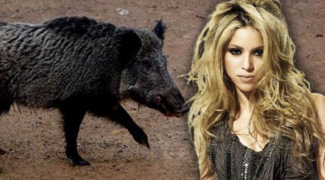 Shakira, yaban domuzlarının saldırısına uğradı