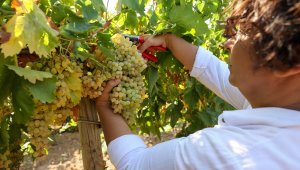 Sofralara üzüm bereketi Buca bağlarından 