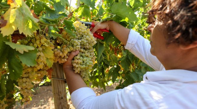 Sofralara üzüm bereketi Buca bağlarından 