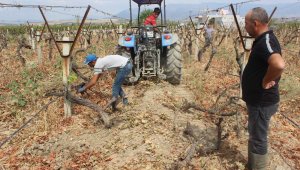 TARİŞ'e tepki için, 25 dönümlük bağını kökledi