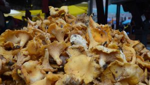 Tirmit mantarları tezgahları süslüyor