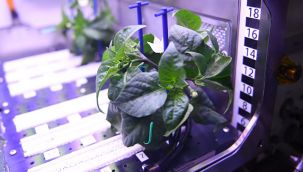 Uzayda biber fideleri çiçek açtı