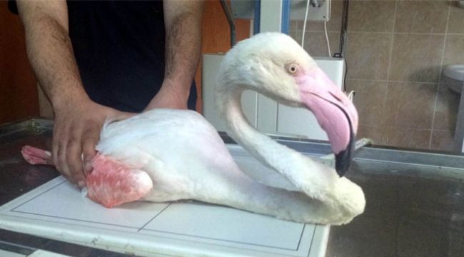 Yaralı flamingo tedaviye alındı