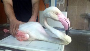Yaralı flamingo tedaviye alındı