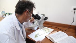 Yeni bitki türü keşfedildi