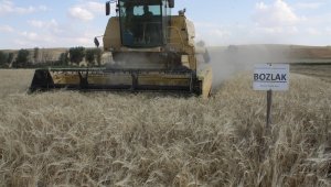 Yerli arpa hasadı yapıldı