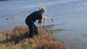 Yorgun flamingo tedavisinin ardından doğaya salındı