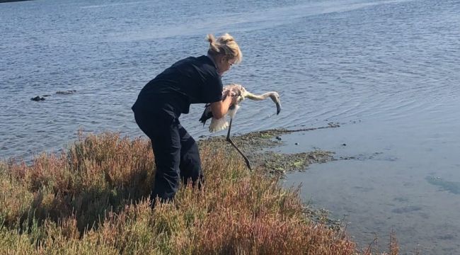 Yorgun flamingo tedavisinin ardından doğaya salındı
