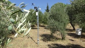 Zeytinliklere daha az ilaç daha iyi koruma